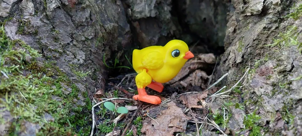 Kuře