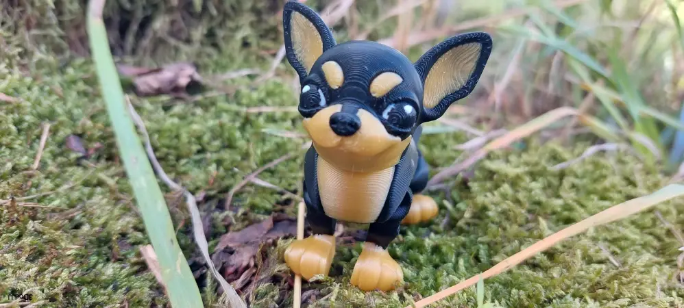 Chihuahua