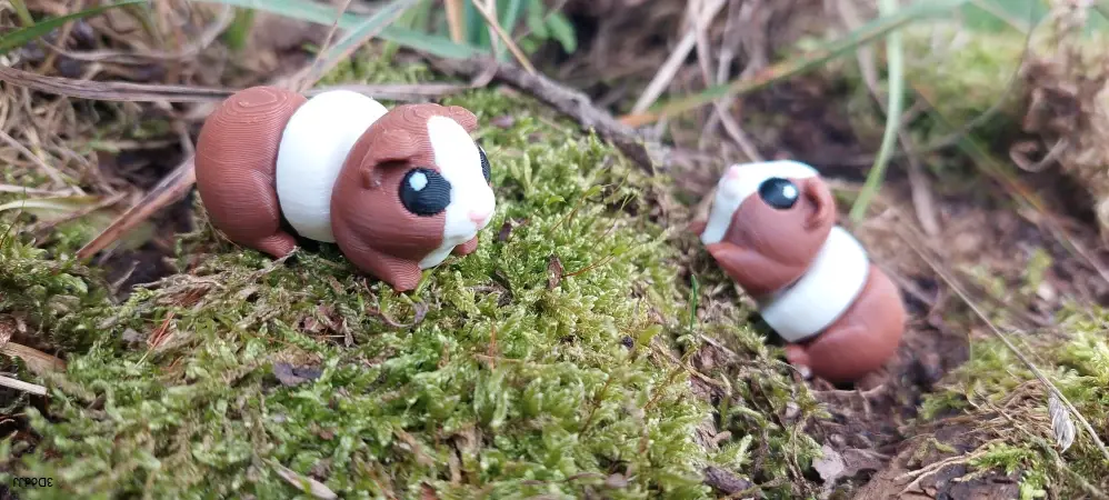 Morče mini