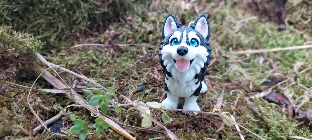 Siberian Husky