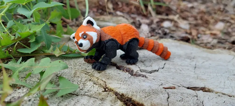 Červená panda