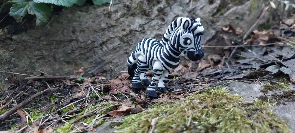 Zebra