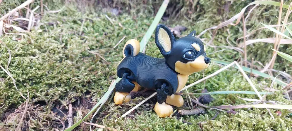 Chihuahua