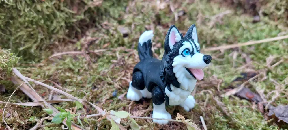Siberian Husky