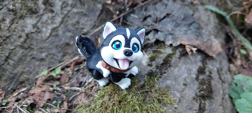 Husky štěně