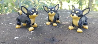 Chihuahua