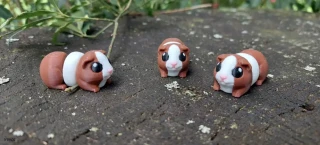 Morče mini