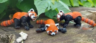 Červená panda